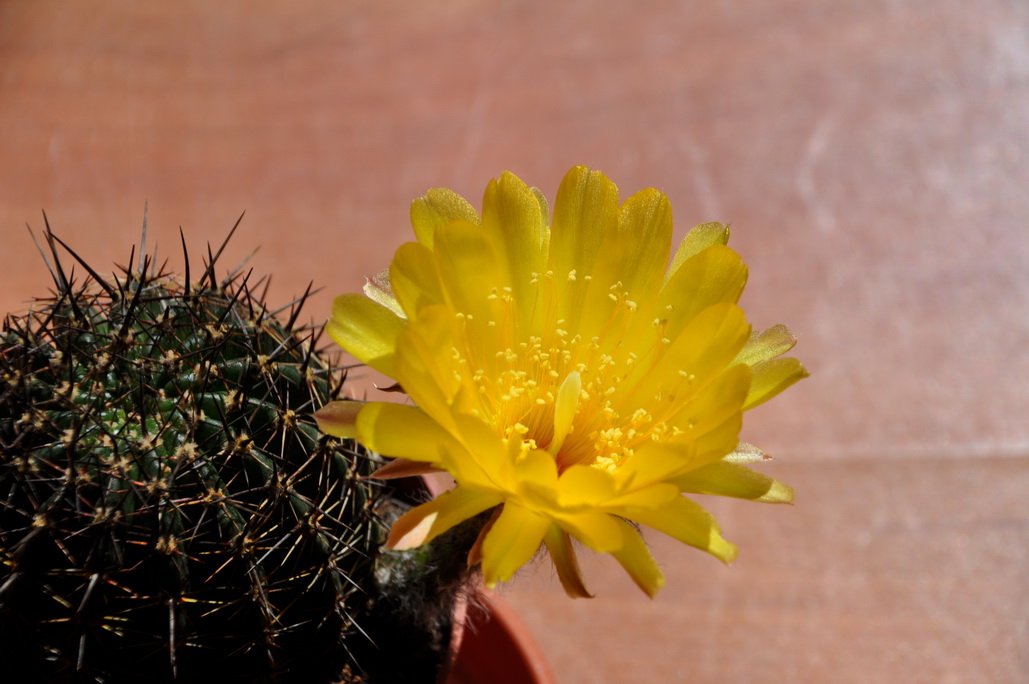 [Foto de planta, jardin, jardineria]