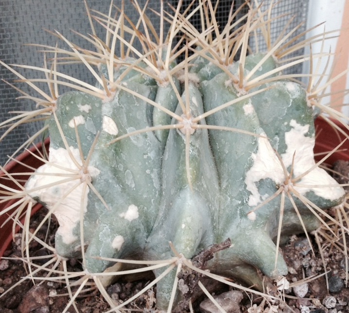 [Foto de planta, jardin, jardineria]