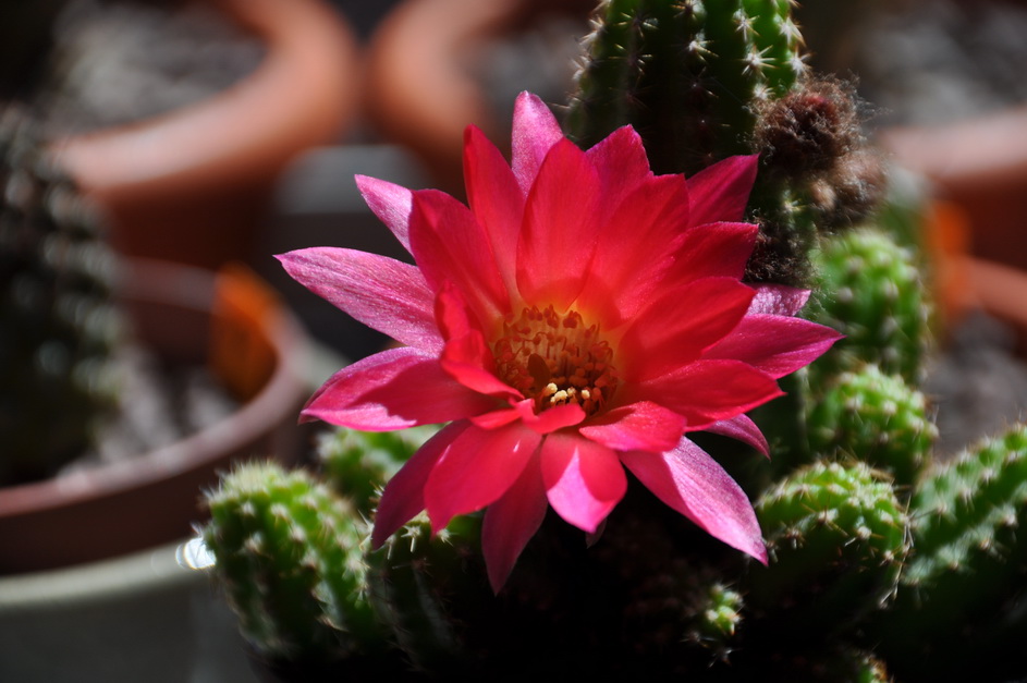 [Foto de planta, jardin, jardineria]