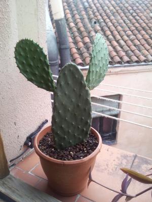 [Foto de planta, jardin, jardineria]