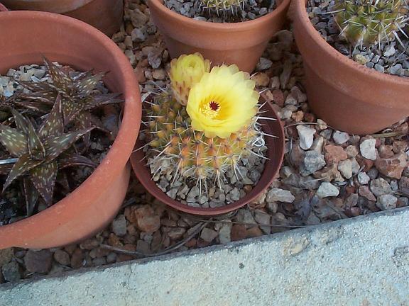 [Foto de planta, jardin, jardineria]