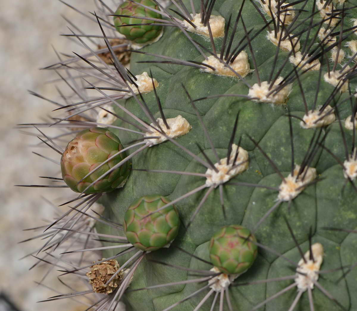 [Foto de planta, jardin, jardineria]