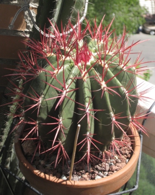 [Foto de planta, jardin, jardineria]