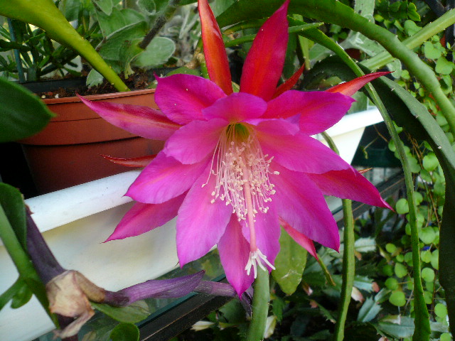 [Foto de planta, jardin, jardineria]