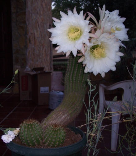 [Foto de planta, jardin, jardineria]