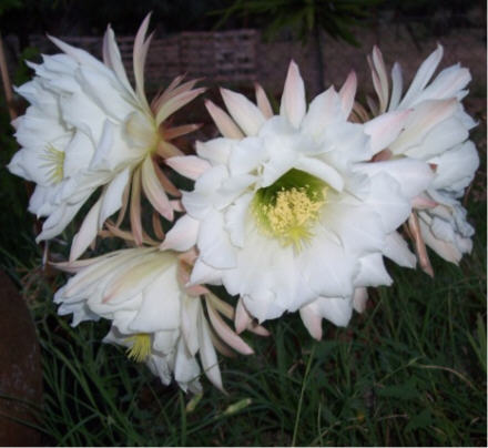 [Foto de planta, jardin, jardineria]