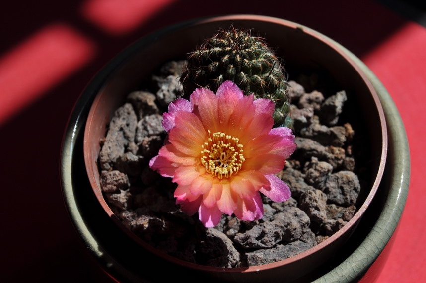 [Foto de planta, jardin, jardineria]