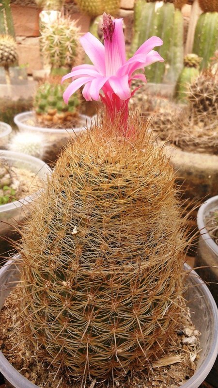 [Foto de planta, jardin, jardineria]