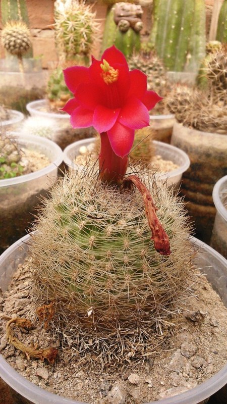 [Foto de planta, jardin, jardineria]