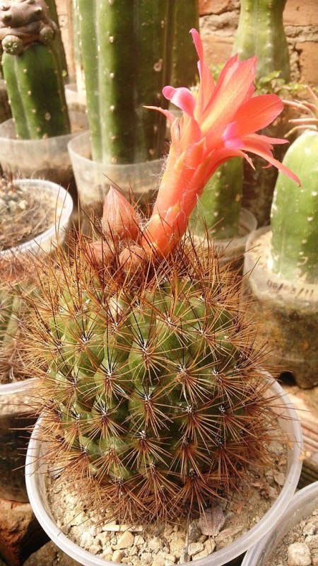 [Foto de planta, jardin, jardineria]