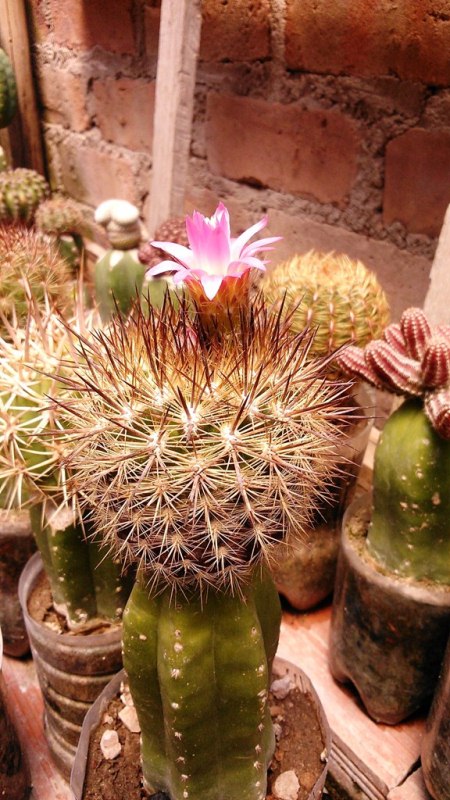 [Foto de planta, jardin, jardineria]