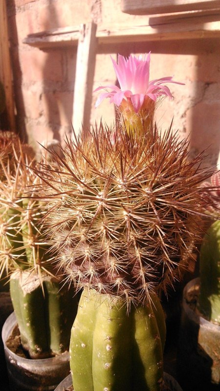 [Foto de planta, jardin, jardineria]