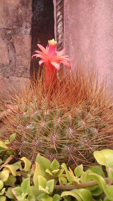 [Foto de planta, jardin, jardineria]