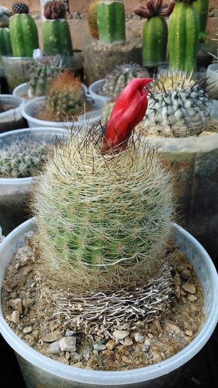 [Foto de planta, jardin, jardineria]