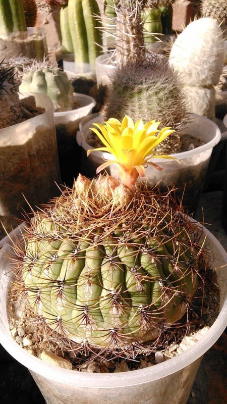 [Foto de planta, jardin, jardineria]