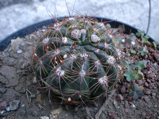 [Foto de planta, jardin, jardineria]