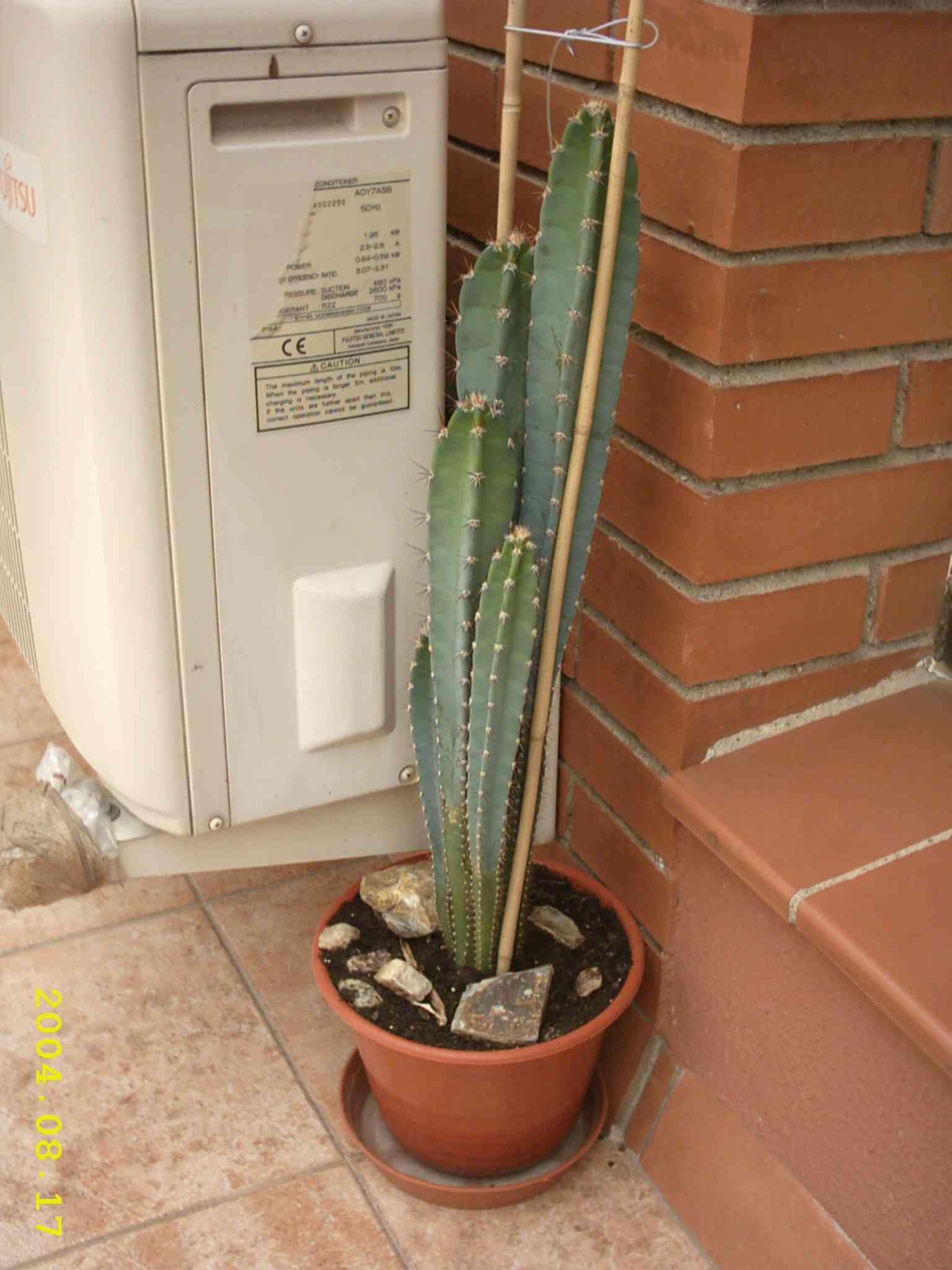 [Foto de planta, jardin, jardineria]