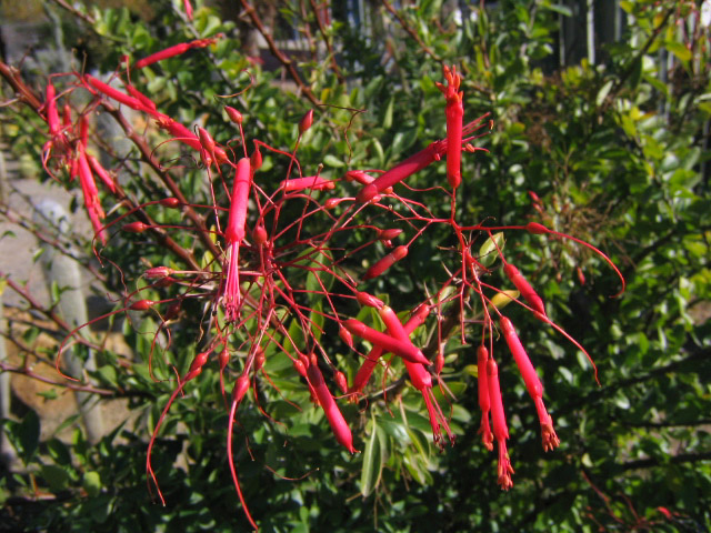 [Foto de planta, jardin, jardineria]