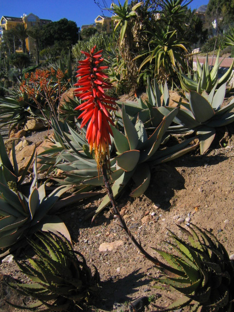 [Foto de planta, jardin, jardineria]