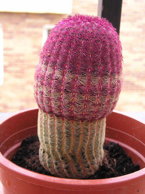 [Foto de planta, jardin, jardineria]