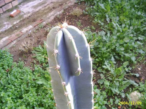 [Foto de planta, jardin, jardineria]