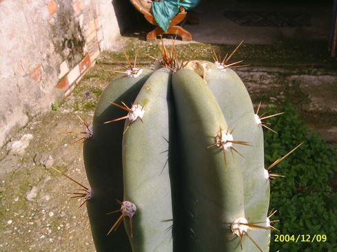 [Foto de planta, jardin, jardineria]