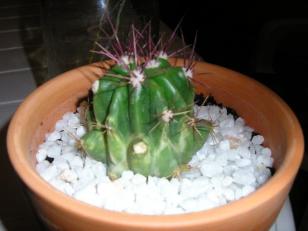 [Foto de planta, jardin, jardineria]