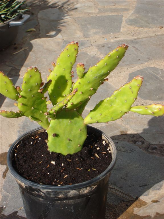 [Foto de planta, jardin, jardineria]
