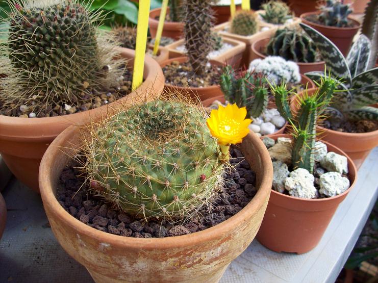[Foto de planta, jardin, jardineria]
