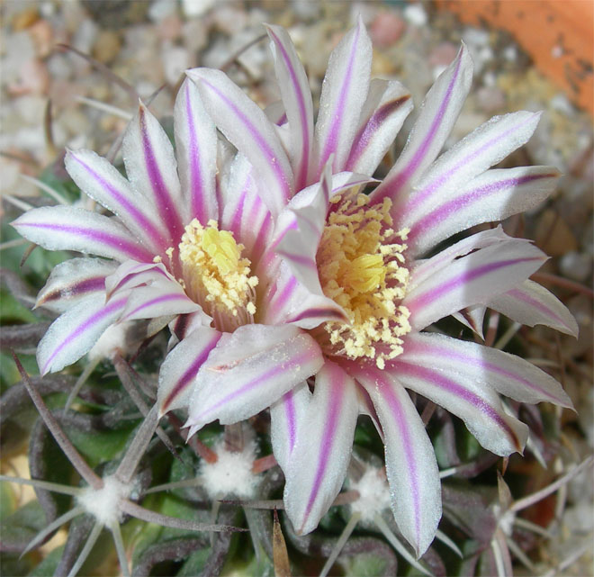 [Foto de planta, jardin, jardineria]