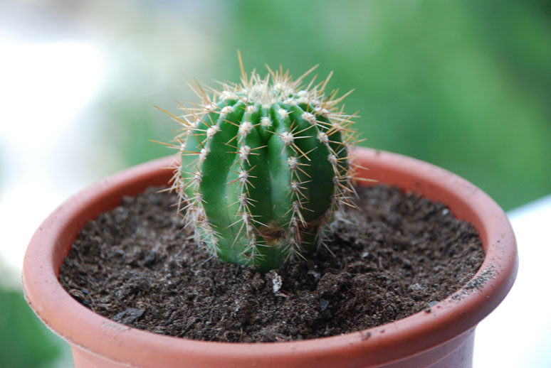 [Foto de planta, jardin, jardineria]