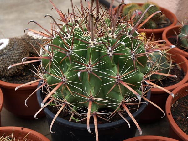 [Foto de planta, jardin, jardineria]
