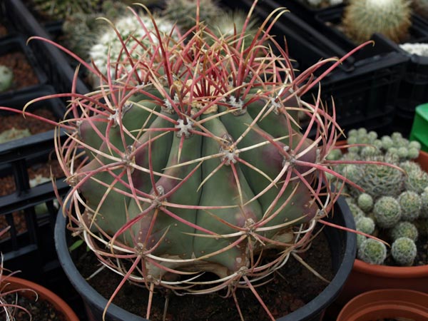 [Foto de planta, jardin, jardineria]
