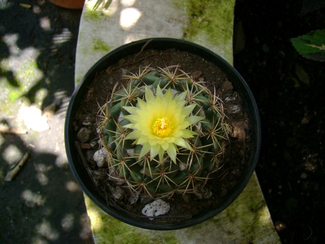 [Foto de planta, jardin, jardineria]