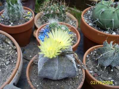[Foto de planta, jardin, jardineria]