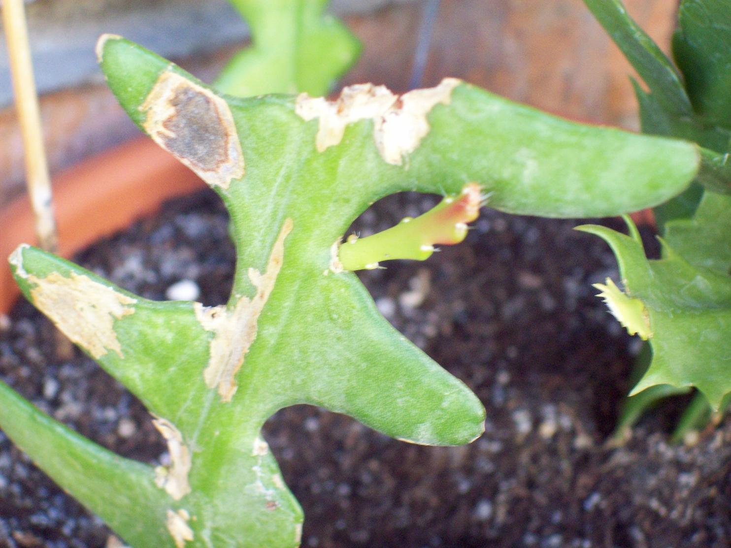 [Foto de planta, jardin, jardineria]