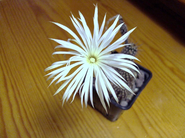 [Foto de planta, jardin, jardineria]