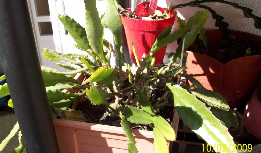 [Foto de planta, jardin, jardineria]