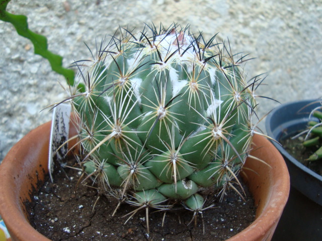 [Foto de planta, jardin, jardineria]