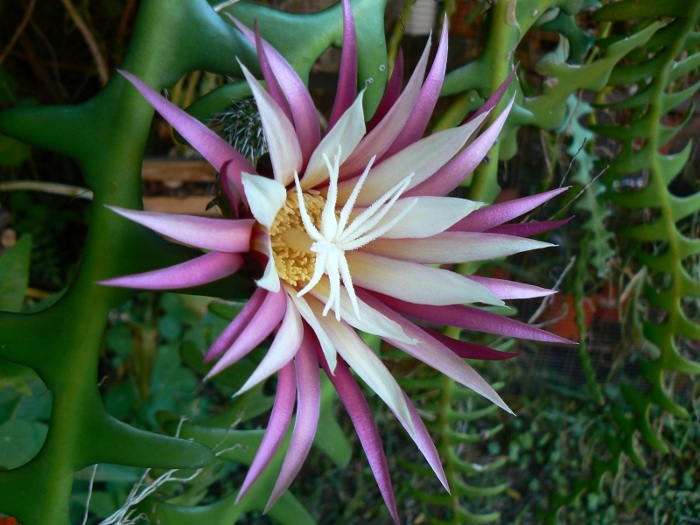 [Foto de planta, jardin, jardineria]