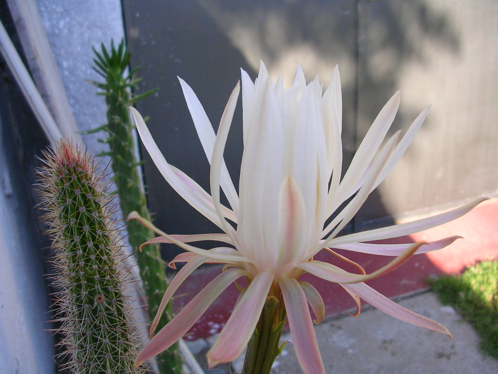 [Foto de planta, jardin, jardineria]