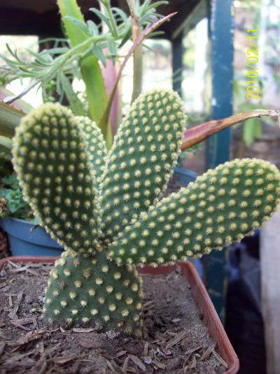 [Foto de planta, jardin, jardineria]
