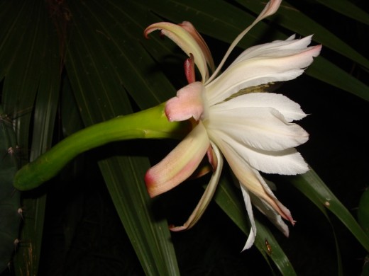 [Foto de planta, jardin, jardineria]