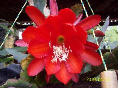 [Foto de planta, jardin, jardineria]