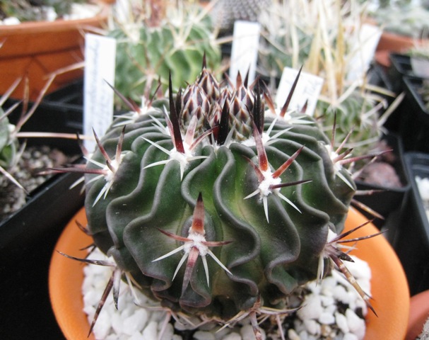 [Foto de planta, jardin, jardineria]