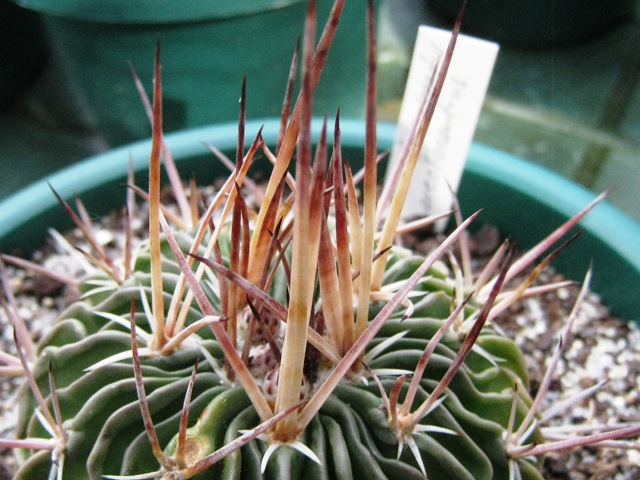 [Foto de planta, jardin, jardineria]