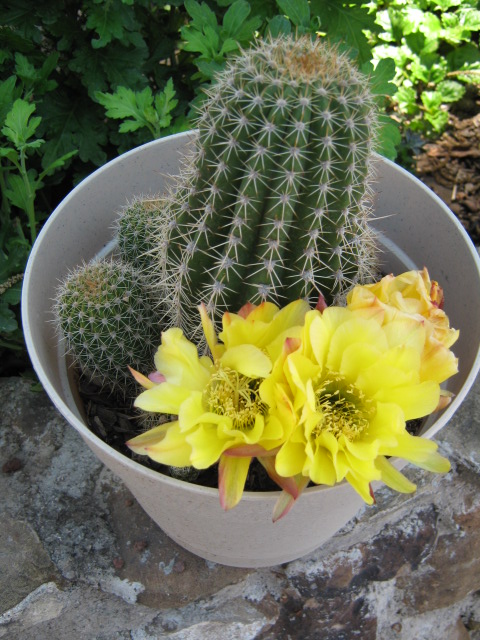 [Foto de planta, jardin, jardineria]