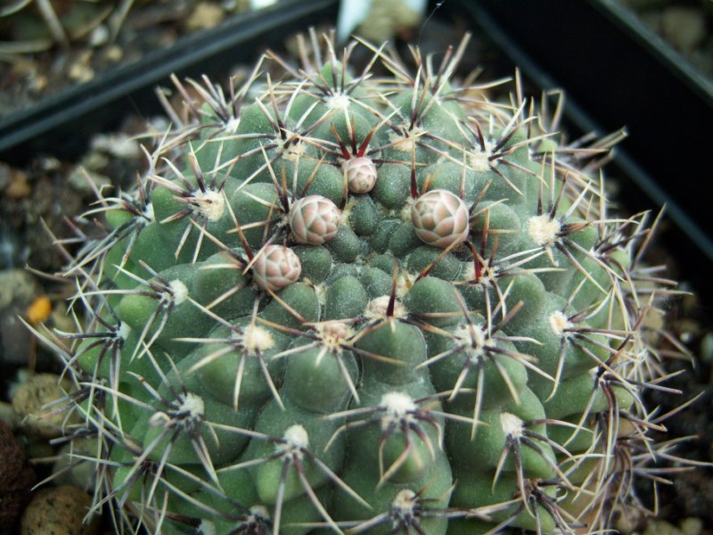 [Foto de planta, jardin, jardineria]
