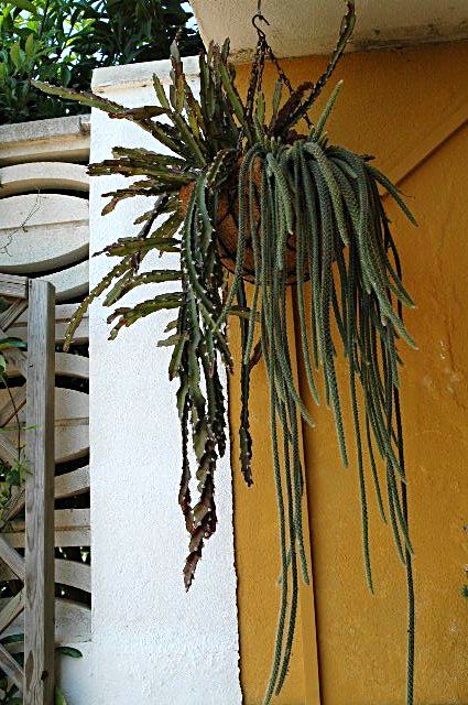 [Foto de planta, jardin, jardineria]