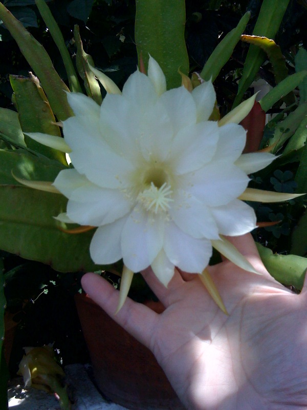 [Foto de planta, jardin, jardineria]